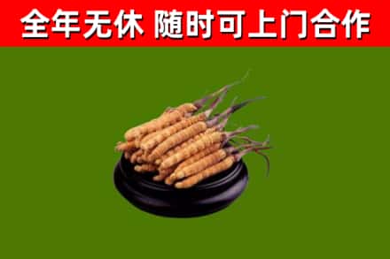 铜梁回收散虫草