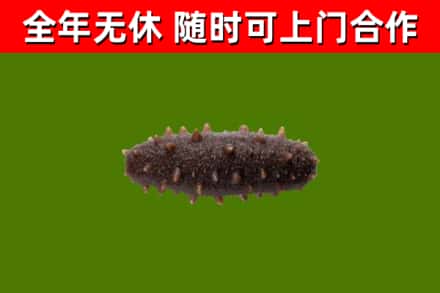 铜梁回收海参干